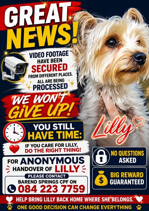 Lost: Small dog Lilly missing in Springs